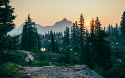 Alpine forests: key for resilience