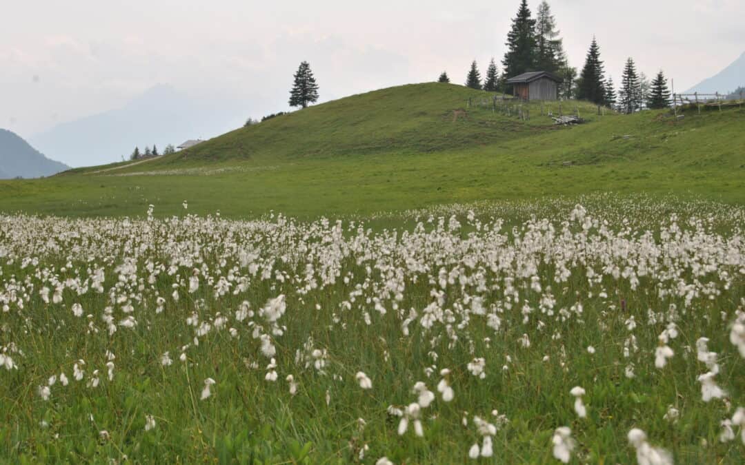 I-SWAMP making the news on the World Wetlands Day