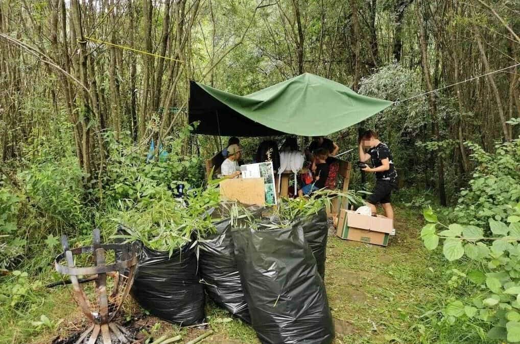 Removing invasive species at I-SWAMP project sites in the Karawanke UNESCO Global Geopark!