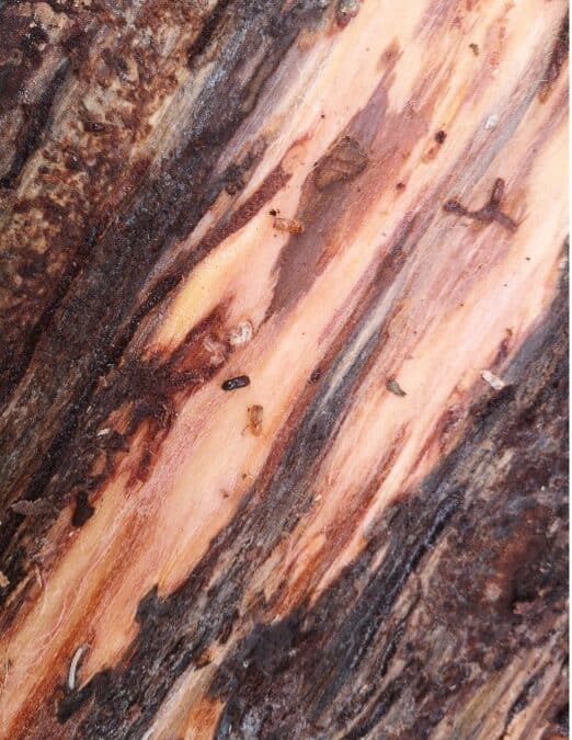 Characterization of wood chips affected by bark beetles