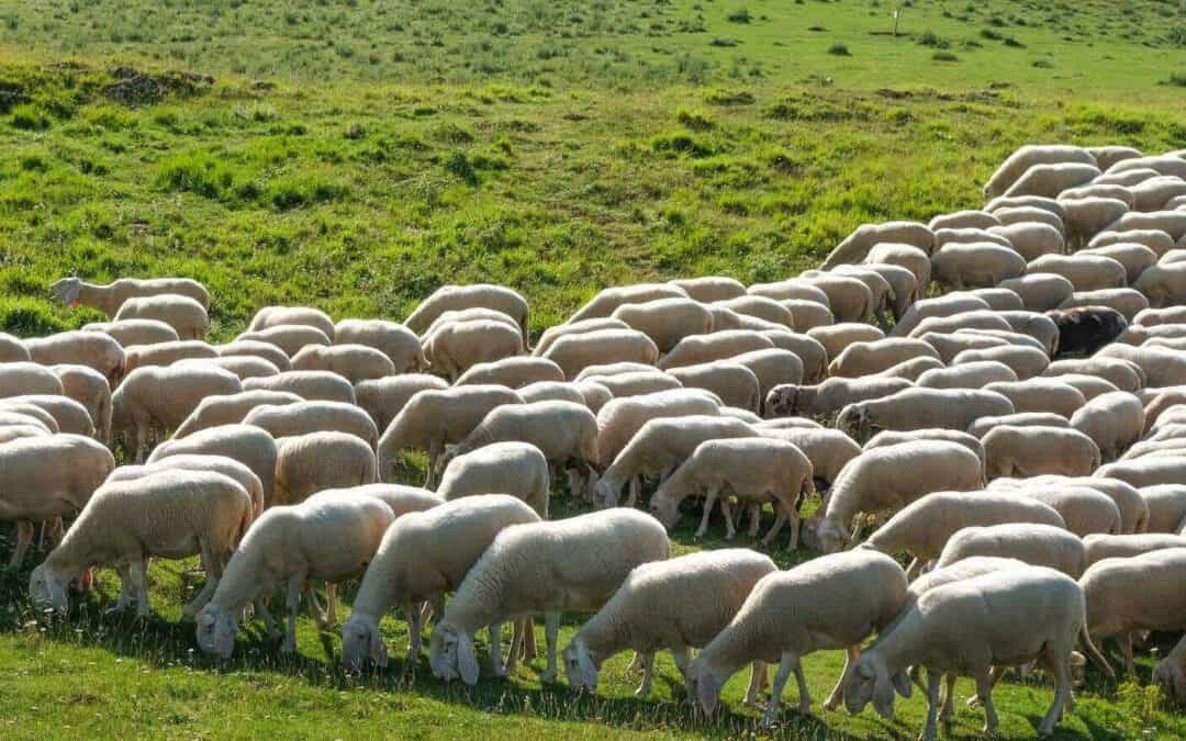 The RSI podcast episode on AlpTextyles’ mission