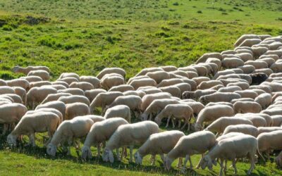 The RSI podcast episode on AlpTextyles’ mission