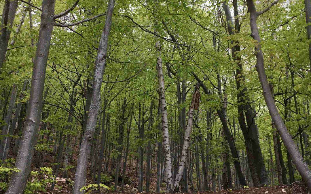 Tanaro Valley: the Italian Living Lab of the project Forest EcoValue