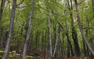 Tanaro Valley: the Italian Living Lab of the project Forest EcoValue