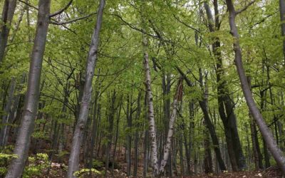 Tanaro Valley: the Italian Living Lab of the project Forest EcoValue