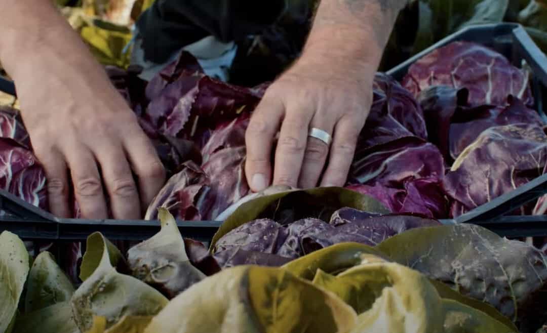 Green Point Short Food Supply Chain – Lighthouse Test Area in the SmartCommUnity project