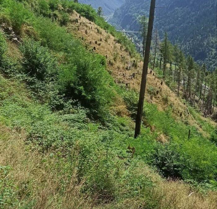 5th-9th August 2024, Post-fire Regeneration Surveys in France and Switzerland