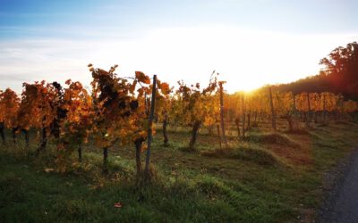 Ecosystem-based Adaptation in Viticulture across the Alpine Space