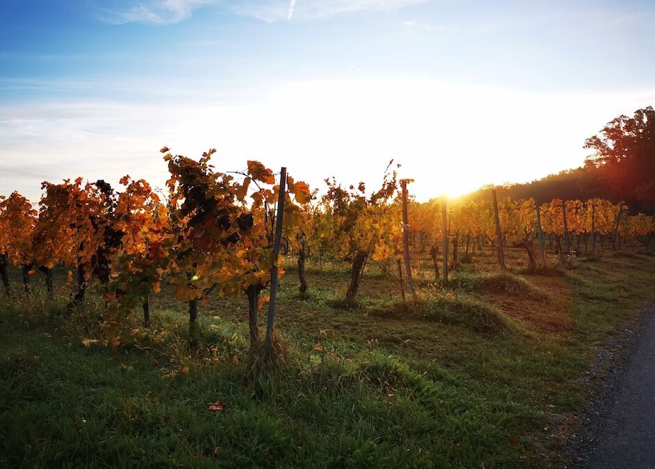 Ecosystem-based Adaptation in Viticulture across the Alpine Space