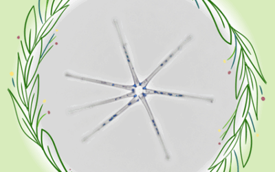 In DiMark project, winter ideas fall as snowflakes; some float in the sky, some rest in Alpine lakes