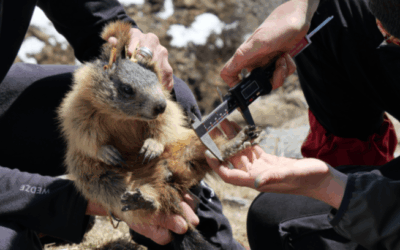 Exploring long-term monitoring schemes across the European Alps: your contribution to the AlpsLife project goals